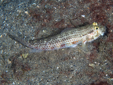 Goldspot Goby - Gnatholepis thompsoni - Blue Heron Bridge, Florida