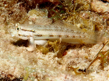 Goldspot Goby - Gnatholepis thompsoni - Grand Cayman
