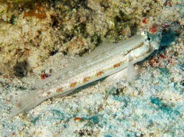 Goldspot Goby - Gnatholepis thompsoni - The Exumas, Bahamas