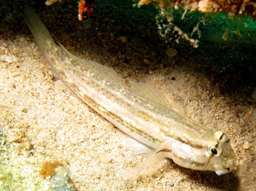 Goldspot Goby - Gnatholepis thompsoni - Nassau, Bahamas