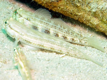 Goldspot Goby - Gnatholepis thompsoni - Nassau, Bahamas