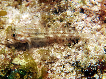 Goldspot Goby - Gnatholepis thompsoni - Cozumel, Mexico