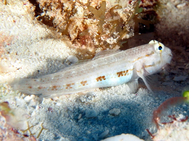 Goldspot Goby - Gnatholepis thompsoni - Cozumel, Mexico