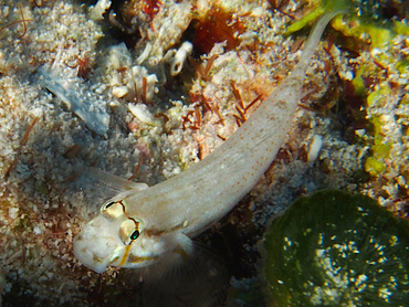 Goldspot Goby - Gnatholepis thompsoni - Cozumel, Mexico