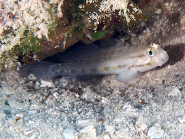 Goldspot Goby - Gnatholepis thompsoni - Cozumel, Mexico