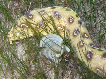 Goldspotted Eel - Myrichthys ocellatus - St Kitts