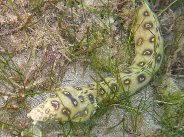 Goldspotted Eel - Myrichthys ocellatus - St Kitts