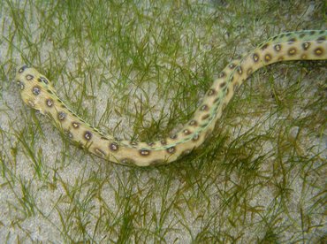 Goldspotted Eel - Myrichthys ocellatus - St Kitts