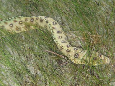 Goldspotted Eel - Myrichthys ocellatus - St Kitts