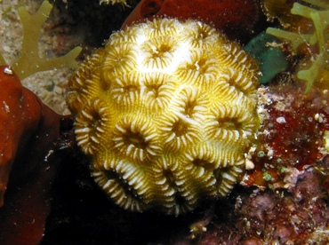 Golfball Coral - Favia fragum - St Thomas, USVI