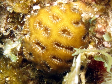 Golfball Coral - Favia fragum - St Thomas, USVI