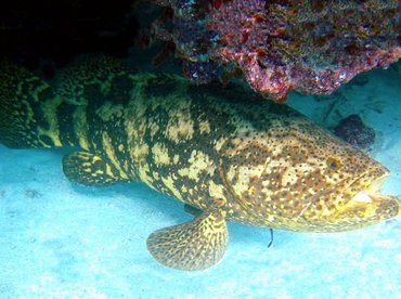 Goliath Grouper - Epinephelus itajara - Key West, Florida