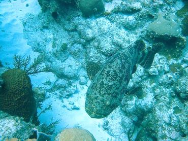 Goliath Grouper - Epinephelus itajara - Little Cayman