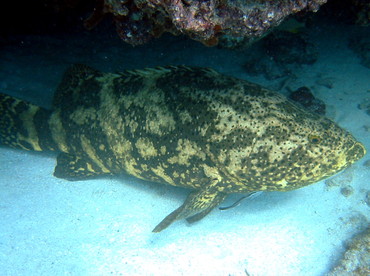 Goliath Grouper - Epinephelus itajara - Key West, Florida