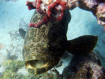 Goliath Grouper - Epinephelus itajara - Key West, Florida