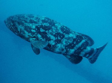 Goliath Grouper - Epinephelus itajara - Key Largo, Florida