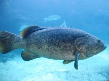 Goliath Grouper - Epinephelus itajara - Nassau, Bahamas