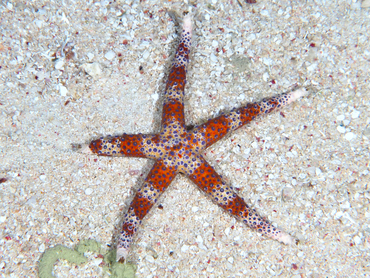 Egyptian Sea Star - Gomophia egyptiaca - Great Barrier Reef, Australia