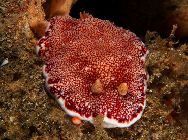 Reticulated Chromodoris - Goniobranchus reticulatus - Anilao, Philippines