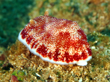 Reticulated Chromodoris - Goniobranchus reticulatus - Anilao, Philippines