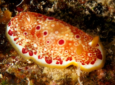 Goniobranchus sp. 1 - Goniobranchus sp. 1 - Big Island, Hawaii