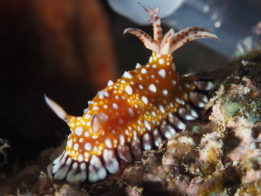 Goniobranchus sp. 2 - Goniobranchus sp. 2 - Great Barrier Reef, Australia