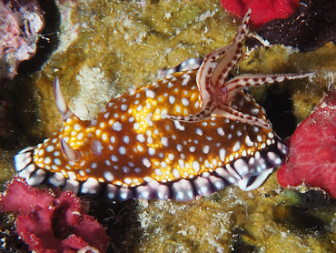 Goniobranchus sp. 2 - Goniobranchus sp. 2 - Great Barrier Reef, Australia