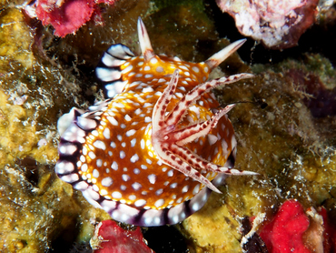 Goniobranchus sp. 2 - Goniobranchus sp. 2 - Great Barrier Reef, Australia