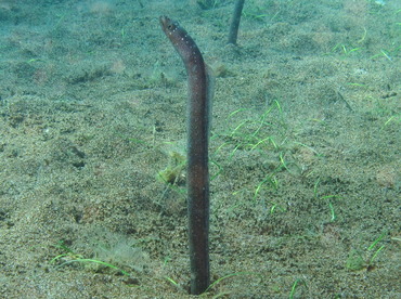 Barnes Garden Eel - Gorgasia barnesi - Dumaguete, Philippines