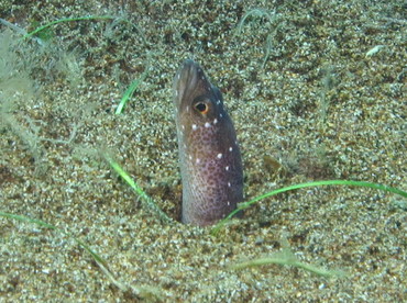 Barnes Garden Eel - Gorgasia barnesi - Dumaguete, Philippines