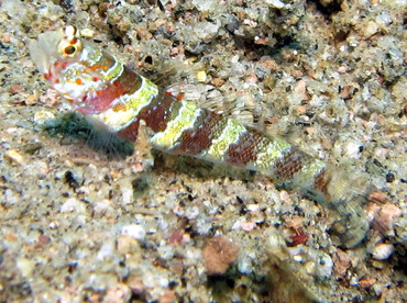 Gorgeous Shrimpgoby - Amblyeleotris wheeleri - Dumaguete, Philippines