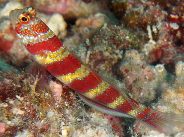 Gorgeous Shrimpgoby - Amblyeleotris wheeleri - Fiji