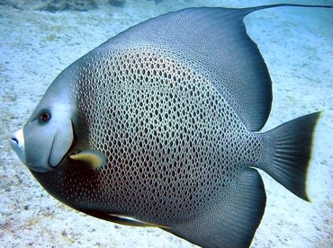 Gray Angelfish - Pomacanthus arcuatus - Cat Cays, Bahamas