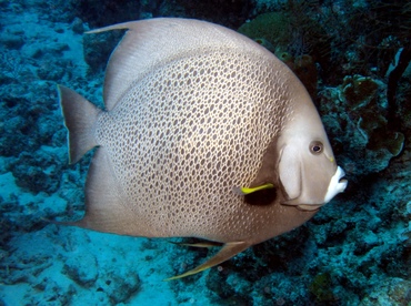 Gray Angelfish - Pomacanthus arcuatus - Grand Cayman