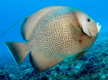 Gray Angelfish - Pomacanthus arcuatus - Cozumel, Mexico