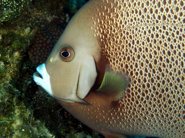 Gray Angelfish - Pomacanthus arcuatus - Eleuthera, Bahamas