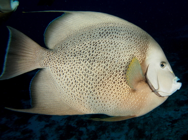 Gray Angelfish - Pomacanthus arcuatus - Cozumel, Mexico