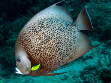 Gray Angelfish - Pomacanthus arcuatus - Palm Beach, Florida