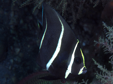 Gray Angelfish - Pomacanthus arcuatus - Blue Heron Bridge, Florida