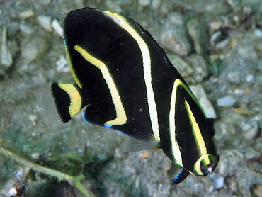 Gray Angelfish - Pomacanthus arcuatus - Blue Heron Bridge, Florida