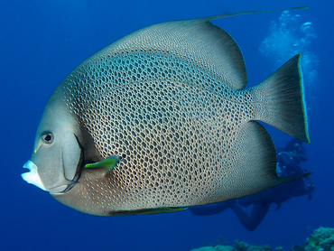 Gray Angelfish - Pomacanthus arcuatus - Cozumel, Mexico