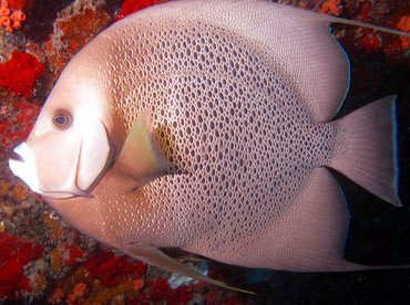 Gray Angelfish - Pomacanthus arcuatus - Aruba