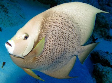 Gray Angelfish - Pomacanthus arcuatus - Cozumel, Mexico