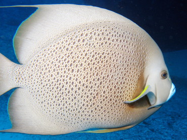 Gray Angelfish - Pomacanthus arcuatus - Isla Mujeres, Mexico