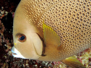 Gray Angelfish - Pomacanthus arcuatus - Belize