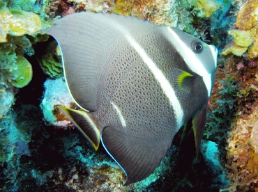 Gray Angelfish - Pomacanthus arcuatus - St Thomas, USVI
