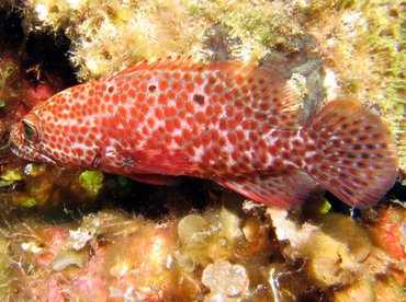 Graysby - Cephalopholis cruentata - Roatan, Honduras