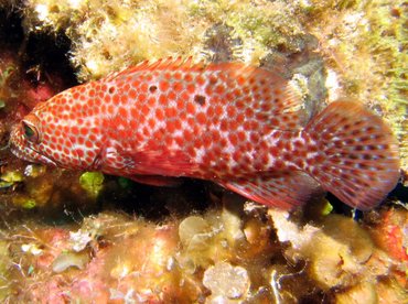 Graysby - Cephalopholis cruentata - Roatan, Honduras