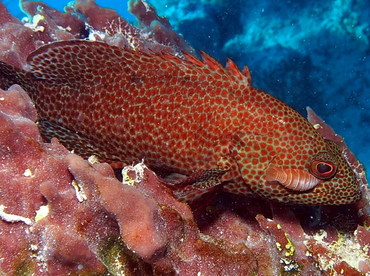 Graysby - Cephalopholis cruentata - Turks and Caicos