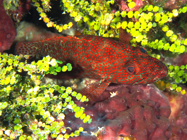 Graysby - Cephalopholis cruentata - Cozumel, Mexico